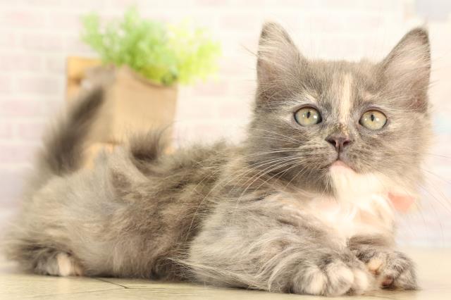 愛知県のミヌエット (Coo&RIKU東海一宮店/2026年2月10日生まれ/女の子/ダイリュートキャリコ)の子猫の2枚目の画像