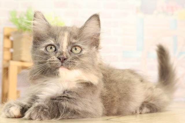 愛知県のミヌエット (Coo&RIKU東海一宮店/2026年2月10日生まれ/女の子/ダイリュートキャリコ)の子猫の3枚目の画像