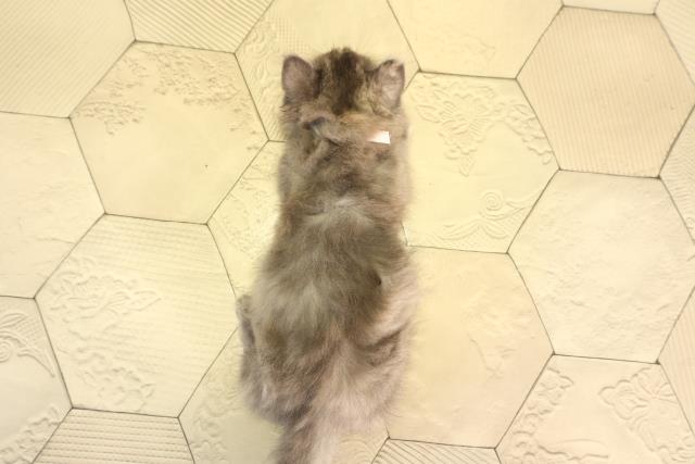 愛知県のミヌエット (Coo&RIKU東海一宮店/2026年2月10日生まれ/女の子/ダイリュートキャリコ)の子猫の4枚目の画像