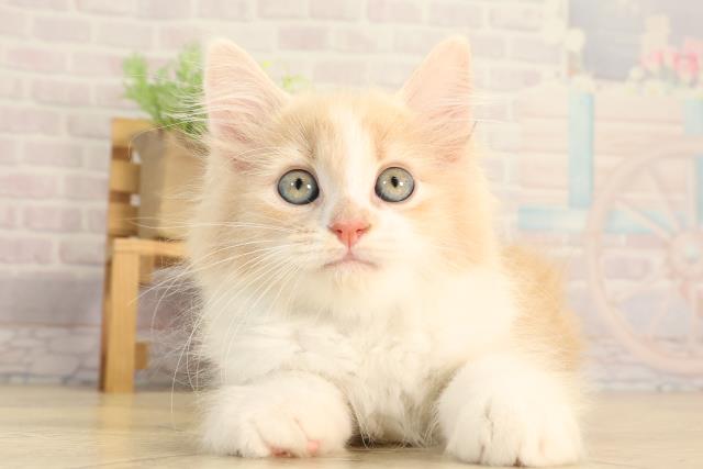 岐阜県のミヌエット (Coo&RIKU岐阜店/2026年2月10日生まれ/男の子/クリームタビーホワイト)の子猫の1枚目の画像