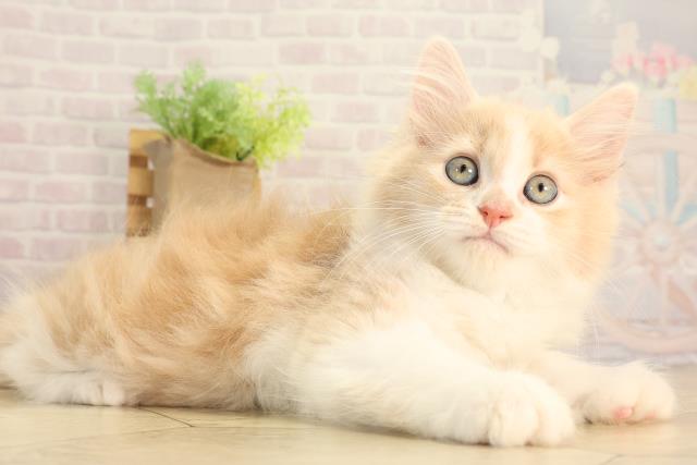 岐阜県のミヌエット (Coo&RIKU岐阜店/2026年2月10日生まれ/男の子/クリームタビーホワイト)の子猫の2枚目の画像