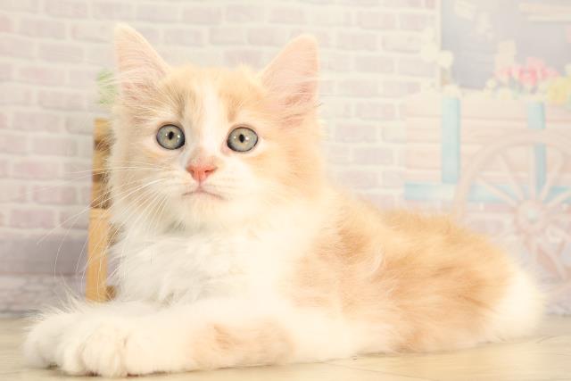 岐阜県のミヌエット (Coo&RIKU岐阜店/2026年2月10日生まれ/男の子/クリームタビーホワイト)の子猫の3枚目の画像