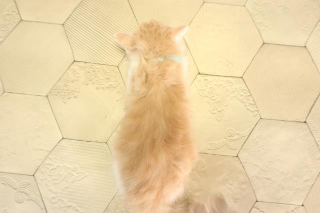 岐阜県のミヌエット (Coo&RIKU岐阜店/2026年2月10日生まれ/男の子/クリームタビーホワイト)の子猫の4枚目の画像