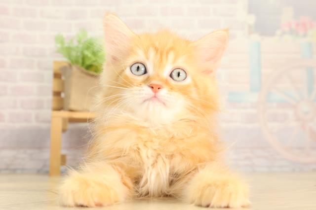 静岡県のサイベリアン (Coo&RIKU藤枝店/2026年2月15日生まれ/男の子/レッドタビー)の子猫の1枚目の画像