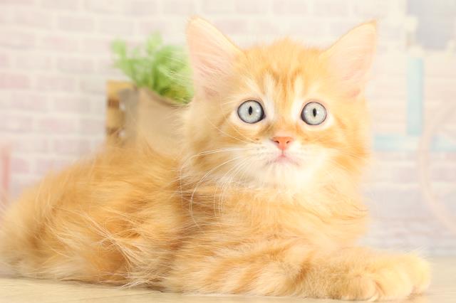 静岡県のサイベリアン (Coo&RIKU藤枝店/2026年2月15日生まれ/男の子/レッドタビー)の子猫の2枚目の画像