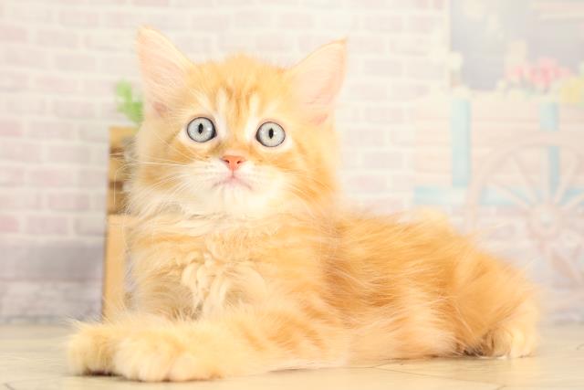 静岡県のサイベリアン (Coo&RIKU藤枝店/2026年2月15日生まれ/男の子/レッドタビー)の子猫の3枚目の画像