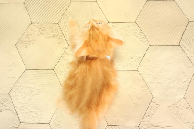 静岡県のサイベリアン (Coo&RIKU藤枝店/2026年2月15日生まれ/男の子/レッドタビー)の子猫の4枚目の画像