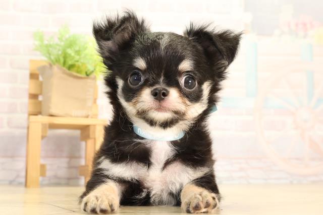 静岡県のチワワ(ロング) (Coo&RIKU浜松店/2026年2月14日生まれ/男の子/ブラックタンホワイト)の子犬