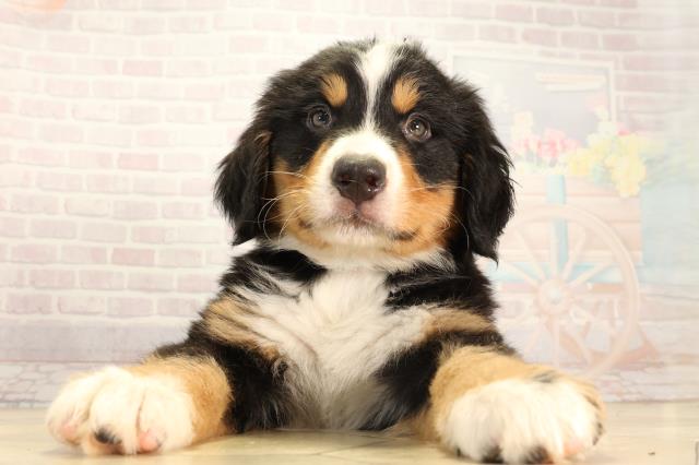 岐阜県のバーニーズマウンテンドッグ (Coo&RIKU岐南店/2026年2月18日生まれ/男の子/ブラックラストホワイト)の子犬の1枚目の画像