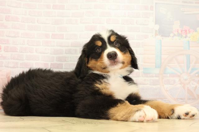 岐阜県のバーニーズマウンテンドッグ (Coo&RIKU岐南店/2026年2月18日生まれ/男の子/ブラックラストホワイト)の子犬の2枚目の画像