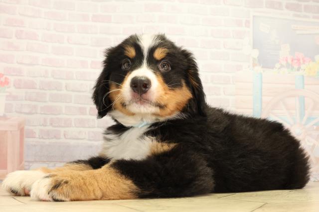 岐阜県のバーニーズマウンテンドッグ (Coo&RIKU岐南店/2026年2月18日生まれ/男の子/ブラックラストホワイト)の子犬の3枚目の画像