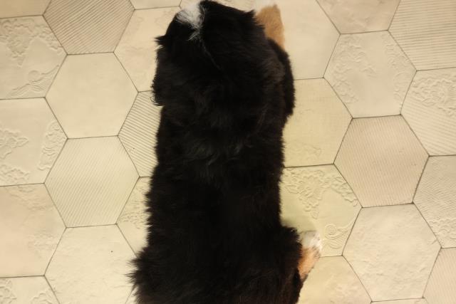 岐阜県のバーニーズマウンテンドッグ (Coo&RIKU岐南店/2026年2月18日生まれ/男の子/ブラックラストホワイト)の子犬の4枚目の画像