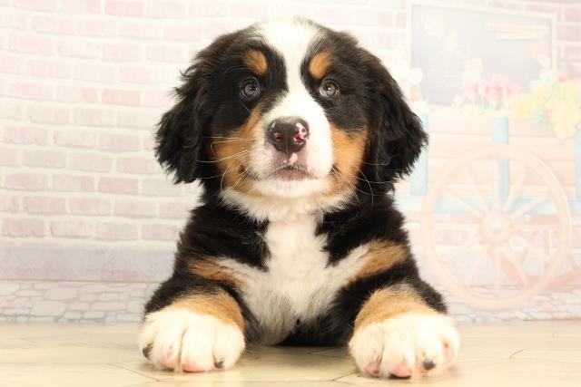 岐阜県のバーニーズマウンテンドッグ (Coo&RIKU岐阜店/2026年2月18日生まれ/女の子/ブラックラストホワイト)の子犬の1枚目の画像