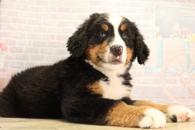 岐阜県のバーニーズマウンテンドッグ (Coo&RIKU岐阜店/2026年2月18日生まれ/女の子/ブラックラストホワイト)の子犬の2枚目の画像