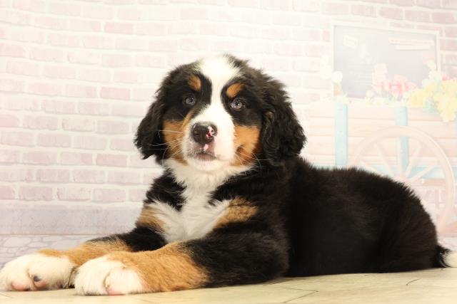 岐阜県のバーニーズマウンテンドッグ (Coo&RIKU岐阜店/2026年2月18日生まれ/女の子/ブラックラストホワイト)の子犬の3枚目の画像