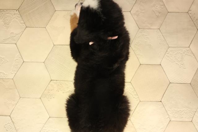 岐阜県のバーニーズマウンテンドッグ (Coo&RIKU岐阜店/2026年2月18日生まれ/女の子/ブラックラストホワイト)の子犬の4枚目の画像