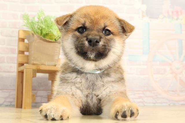 静岡県の柴犬(標準サイズ) (Coo&RIKU富士店/2026年2月17日生まれ/男の子/赤)の子犬