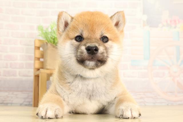 栃木県の柴犬(標準サイズ) (Coo&RIKU足利店/2026年2月17日生まれ/男の子/赤)の子犬の1枚目の画像