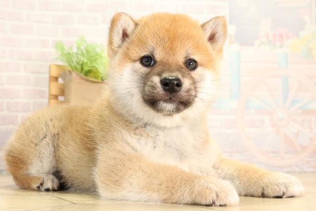 栃木県の柴犬(標準サイズ) (Coo&RIKU足利店/2026年2月17日生まれ/男の子/赤)の子犬の2枚目の画像