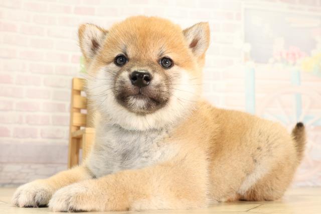 栃木県の柴犬(標準サイズ) (Coo&RIKU足利店/2026年2月17日生まれ/男の子/赤)の子犬の3枚目の画像