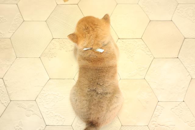 栃木県の柴犬(標準サイズ) (Coo&RIKU足利店/2026年2月17日生まれ/男の子/赤)の子犬の4枚目の画像