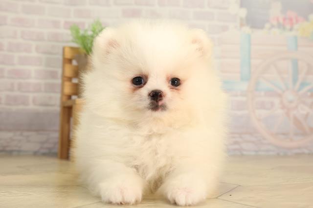 愛知県のポメラニアン (Coo&RIKU春日井店/2026年2月15日生まれ/男の子/ホワイト)の子犬の1枚目の画像