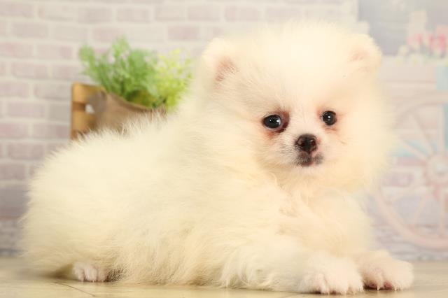 愛知県のポメラニアン (Coo&RIKU春日井店/2026年2月15日生まれ/男の子/ホワイト)の子犬の2枚目の画像