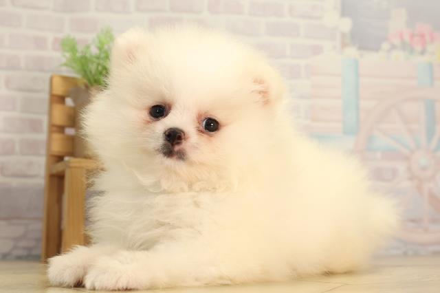 愛知県のポメラニアン (Coo&RIKU春日井店/2026年2月15日生まれ/男の子/ホワイト)の子犬の3枚目の画像