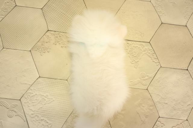 愛知県のポメラニアン (Coo&RIKU春日井店/2026年2月15日生まれ/男の子/ホワイト)の子犬の4枚目の画像