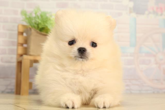 岐阜県のポメラニアン (Coo&RIKU岐阜店/2026年2月17日生まれ/女の子/クリーム)の子犬の1枚目の画像