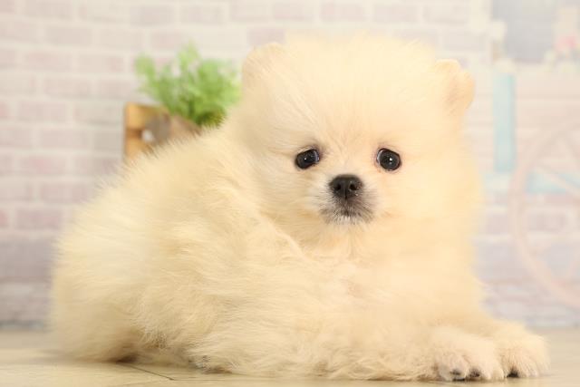 岐阜県のポメラニアン (Coo&RIKU岐阜店/2026年2月17日生まれ/女の子/クリーム)の子犬の2枚目の画像