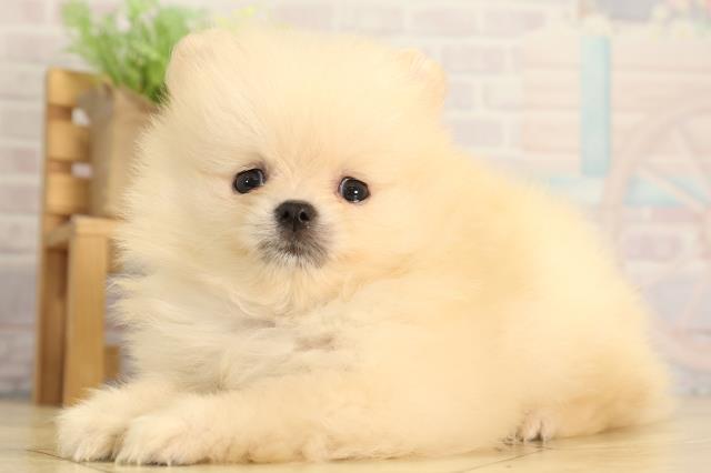 岐阜県のポメラニアン (Coo&RIKU岐阜店/2026年2月17日生まれ/女の子/クリーム)の子犬の3枚目の画像