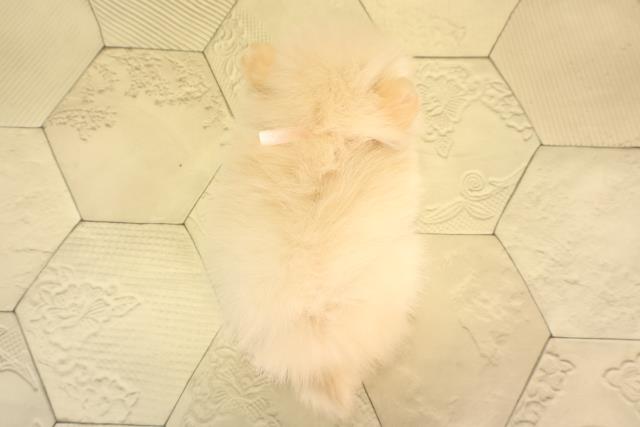 岐阜県のポメラニアン (Coo&RIKU岐阜店/2026年2月17日生まれ/女の子/クリーム)の子犬の4枚目の画像