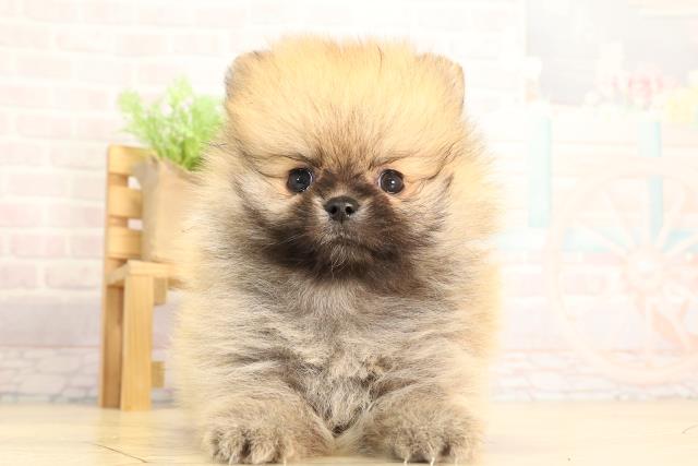 静岡県のポメラニアン (Coo&RIKU掛川店/2026年2月17日生まれ/男の子/オレンジセーブル)の子犬