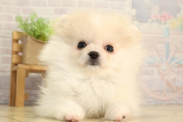 東京都のポメラニアン (Coo&RIKU新宿三丁目店/2026年2月18日生まれ/男の子/クリーム)の子犬の1枚目の画像