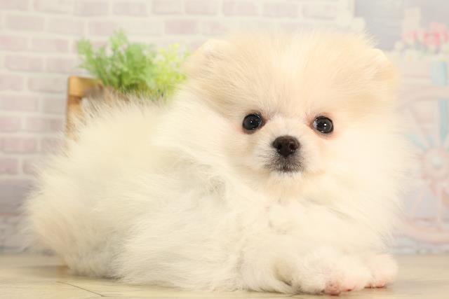 東京都のポメラニアン (Coo&RIKU新宿三丁目店/2026年2月18日生まれ/男の子/クリーム)の子犬の2枚目の画像