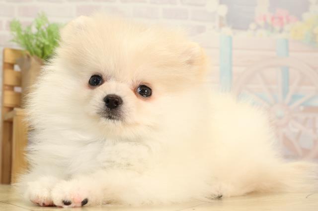 東京都のポメラニアン (Coo&RIKU新宿三丁目店/2026年2月18日生まれ/男の子/クリーム)の子犬の3枚目の画像