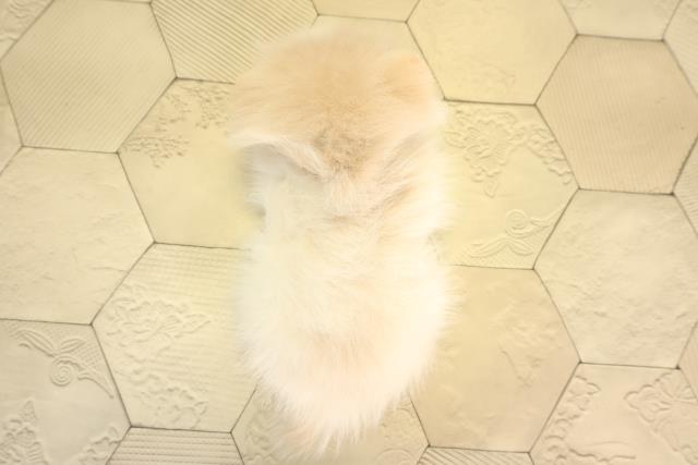 東京都のポメラニアン (Coo&RIKU新宿三丁目店/2026年2月18日生まれ/男の子/クリーム)の子犬の4枚目の画像