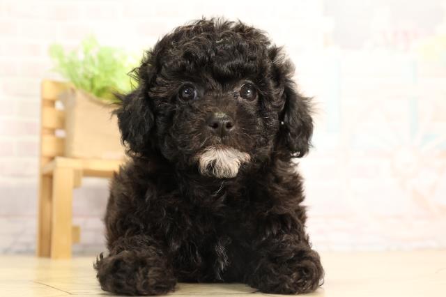 トイ・プードル