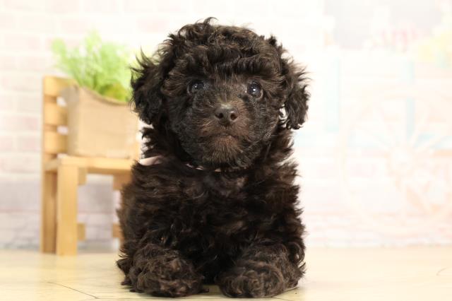 トイ・プードル