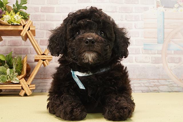 トイ・プードル