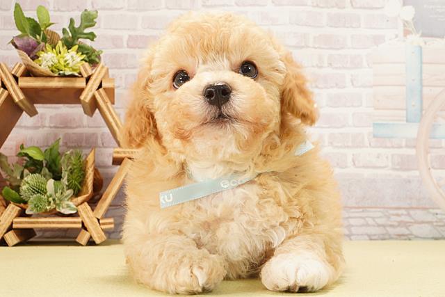 トイ・プードル