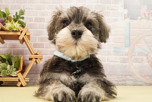 ミニチュア・シュナウザー