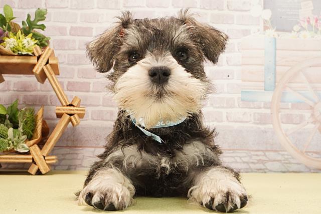 ミニチュア・シュナウザー