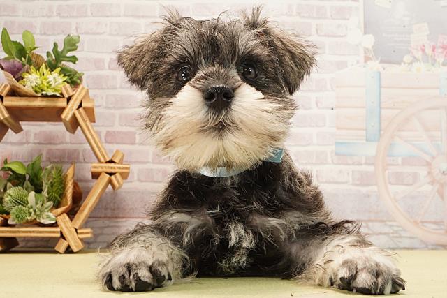 ミニチュア・シュナウザー