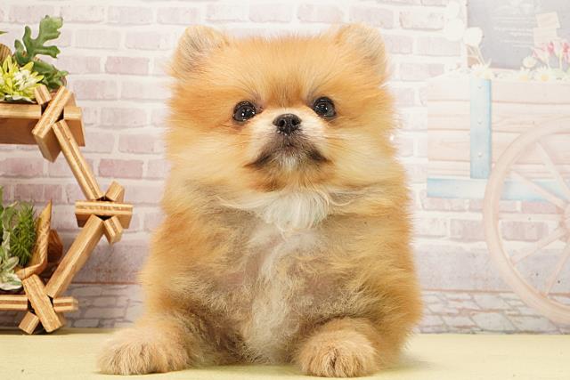 東京都のポメラニアン (Coo&RIKU池袋西口店/2026年2月18日生まれ/男の子/オレンジ)の子犬の1枚目の画像