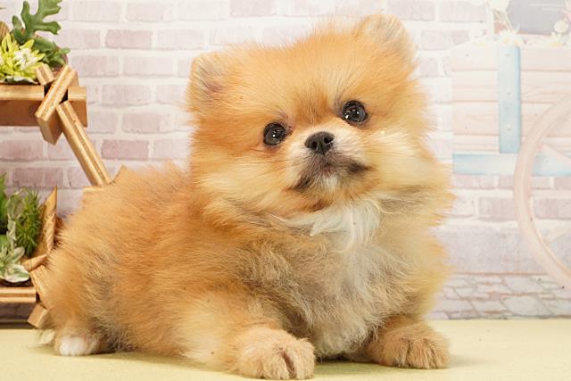 東京都のポメラニアン (Coo&RIKU池袋西口店/2026年2月18日生まれ/男の子/オレンジ)の子犬の2枚目の画像
