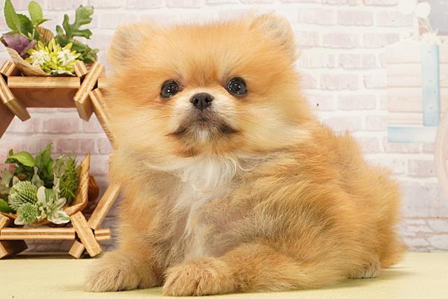 東京都のポメラニアン (Coo&RIKU池袋西口店/2026年2月18日生まれ/男の子/オレンジ)の子犬の3枚目の画像