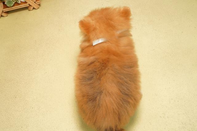 東京都のポメラニアン (Coo&RIKU池袋西口店/2026年2月18日生まれ/男の子/オレンジ)の子犬の4枚目の画像