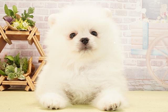 静岡県のポメラニアン (Coo&RIKU沼津店/2026年2月17日生まれ/女の子/ホワイト)の子犬の1枚目の画像